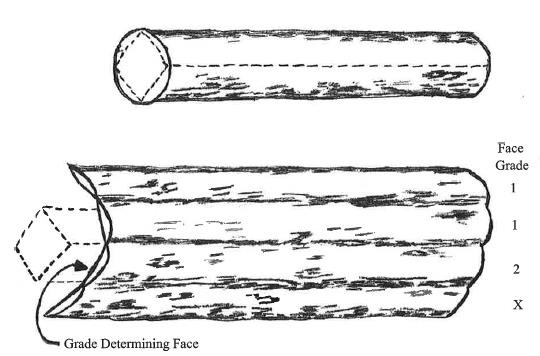 A diagram showing a butt-log divided into four faces and the bark peeled away to show the defects and quality of the butt-log. One of the grading faces has most of the defects, while two of the faces are F1 grade, and the last face is F2 grade. The F2 grade is the determining grade because it is the second-worst grading face of the butt-log.