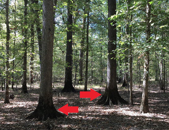 Two arrows point out two trees with swollen bases. The bases of the trees are not straight to the ground but slope outward. 