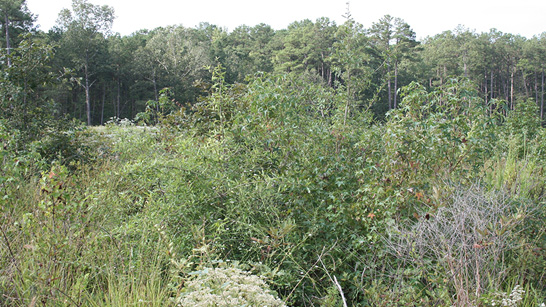A clearcut with lots of vegetation growing back. 