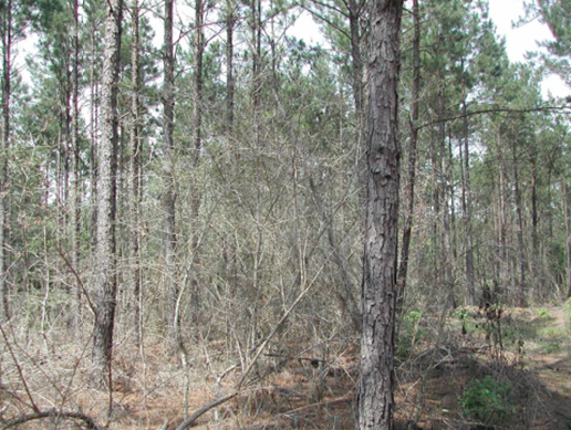 A pulpwood-sized stand of pine trees where understory hardwood species have been controlled through herbicide application.