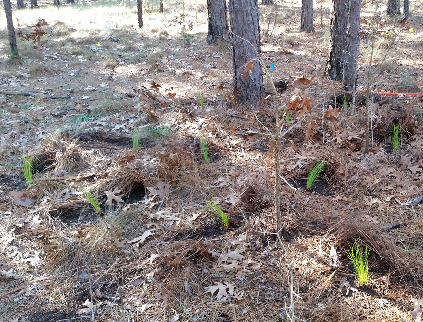 Brown, stringy pine seedlings lay in a pile on the forest floor at the trunks of trees.