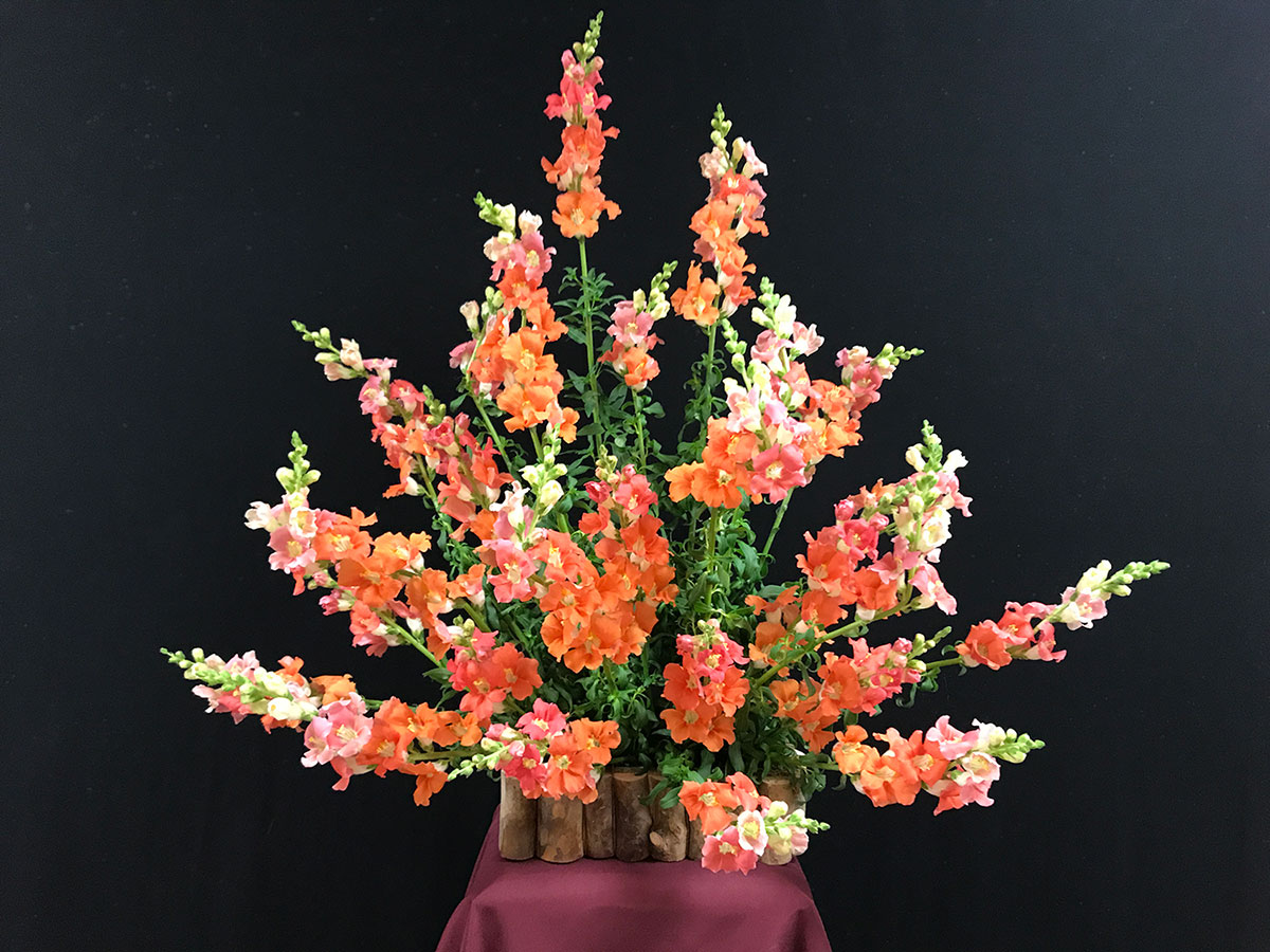 Pink, yellow, and orange colored snapdragon flower arrangement.