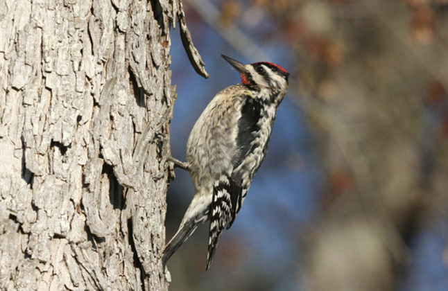 A male yellow-bodied sapsucker perched perched on a tree trunk. The bird is black and white with a red cap and throat patch. 
