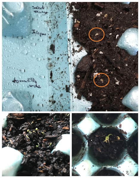 Close-up of a blue egg carton with seed names written in black ink across from two potting media-filled egg sections with two small seeds visible on top. Also shows very small seedlings beginning to emerge from potting media in egg carton sections.