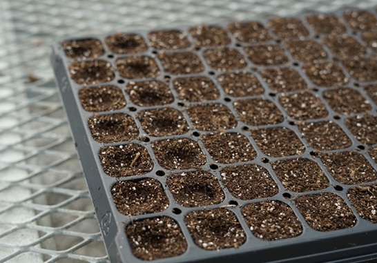 A large plug tray with sections filled with potting media. Each section has a shallow indentation in its center.