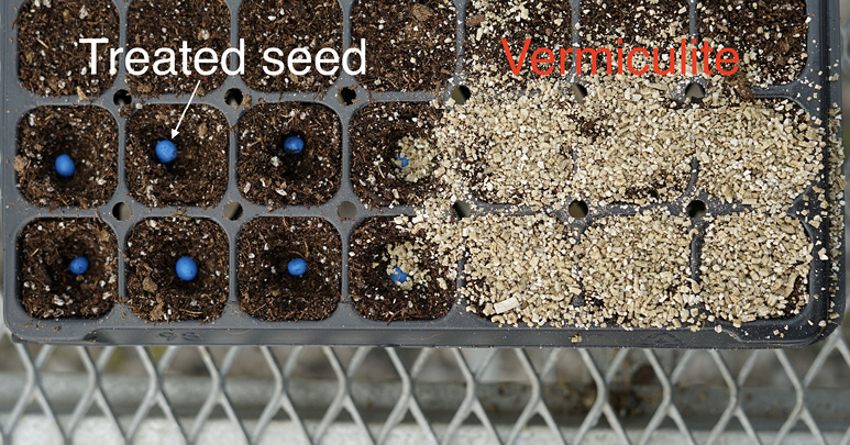 A black plastic plug tray with sections filled with potting media. Half of the sections each has a single, blue seed on top of the potting media. The other half of the sections are covered in an off-white material (vermiculite).
