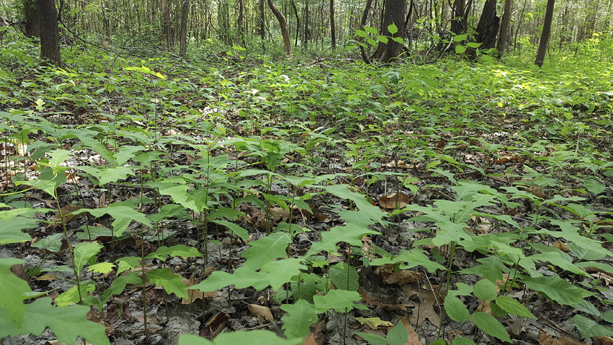 A forest floor covered in small seedlings with green leaves. Larger trees are in the background.