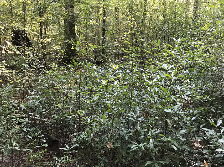 An area of forest with 3- to 4-foot seedlings with green leaves. Larger trees are in the background.