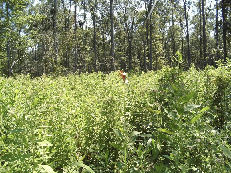 A person stands in a bottomland site with green plants growing to head height.