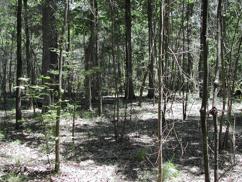 A mostly sunny forest with many trees, both small and large.