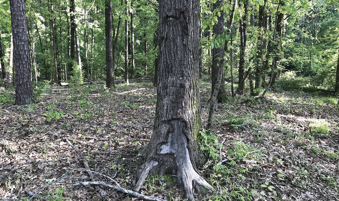 An oak tree standing in forest has a wound where bark is missing.