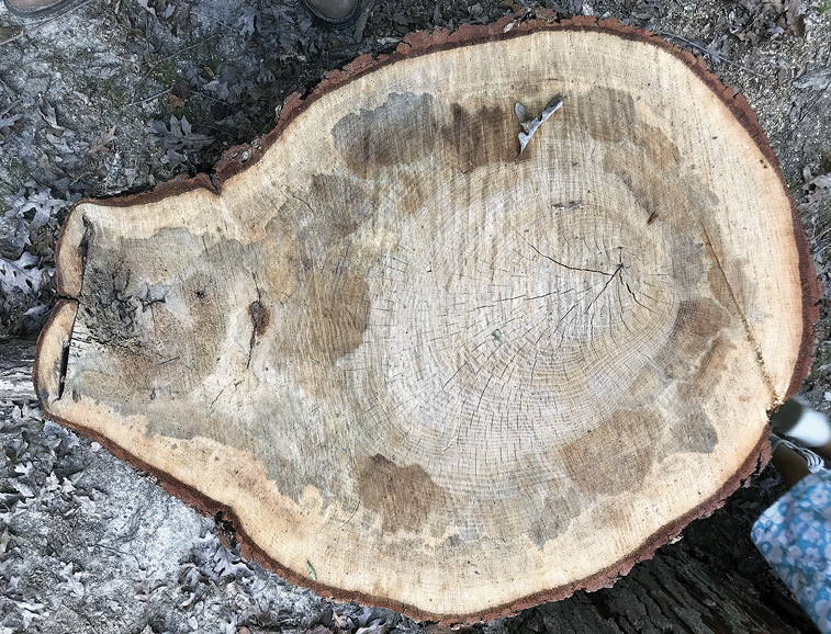 A tree trunk that has been sawed into a section shows signs of interior discoloration.