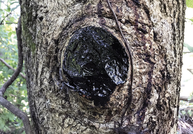 A tree with a limb cut off has a black material coated over the spot where the limb had been attached to the trunk.