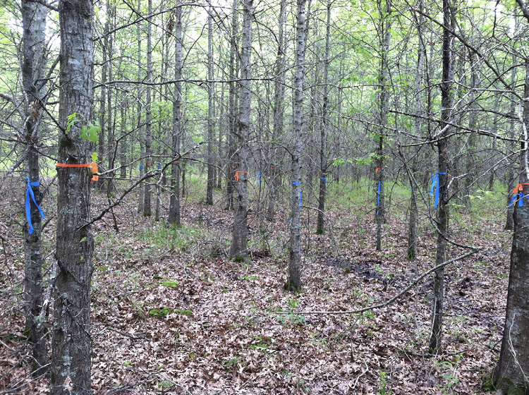 An oak plantation with orange and blue flags on trees. Larger trunks have orange flags, and smaller trunks have blue flags.