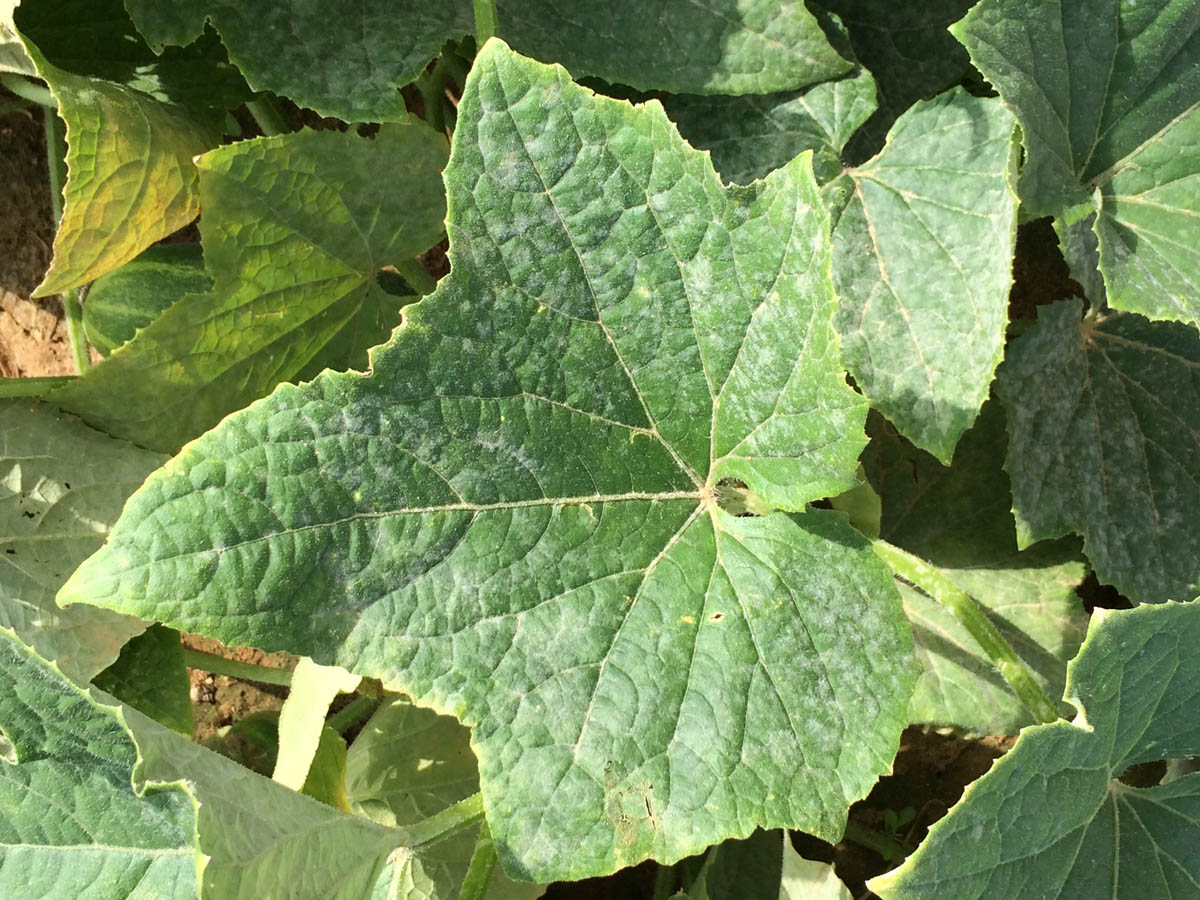 A single cucumber leaf with a white, powdery substance on the surface.