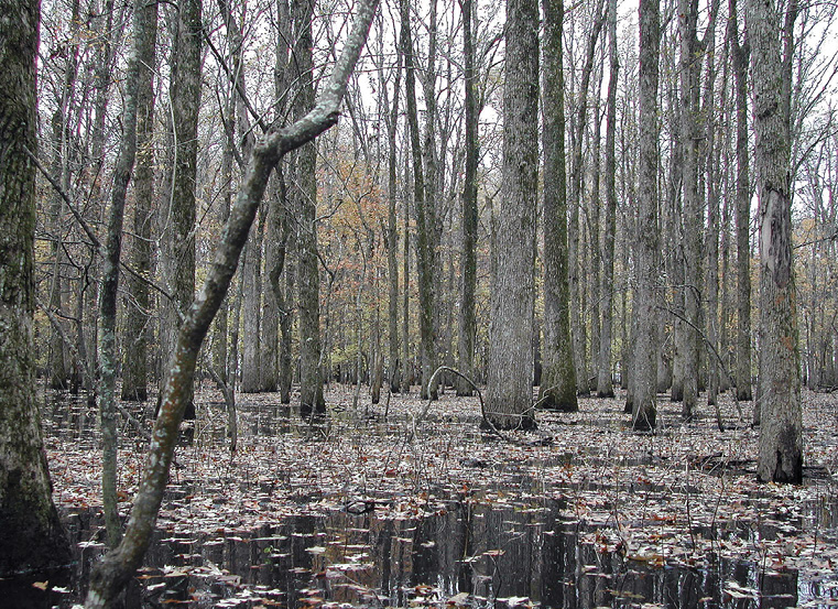 A stand of trees with the forest floor covered in water.