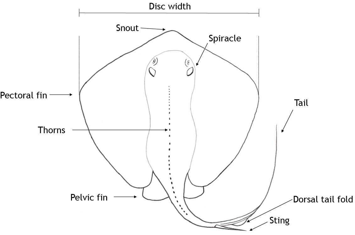 Parts of a ray.