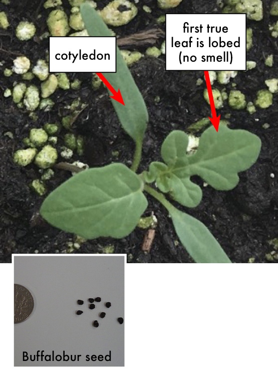 Buffalobur plant in a pot with arrows pointing to a cotyledon and the first true leaf, which is lobed and has no smell. Buffalobur seeds are dark brown and slightly smaller than jimsonweed seeds.