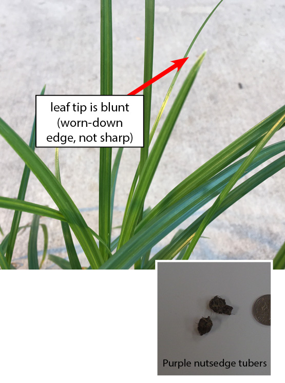 Plant photo: Close up of purple nutsedge pictured with long, thin green leaves that have rounded-blunt tip. Seed photo: Small dark, round tubers (nutsedge seeds) pictured next to dime for size comparison.