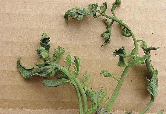 Tomato stems and leaves are severely twisted and curled.