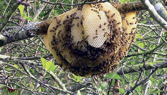 A honey bee comb next constructed on a tree limb.