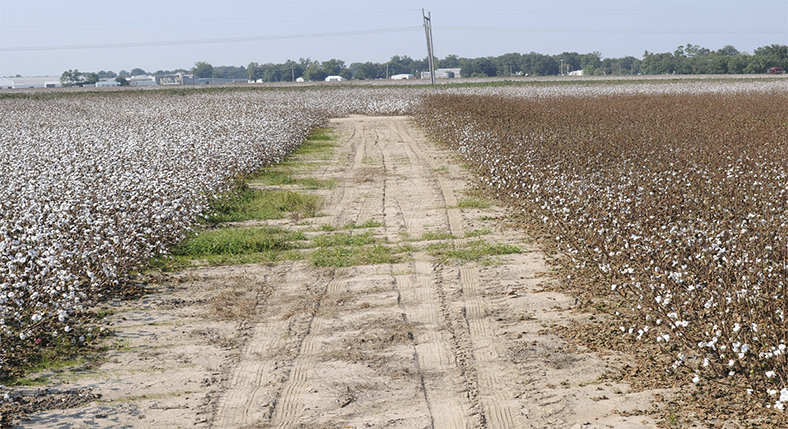 A road runs up the middle of a cotton field. Plants on the right are treated and have many cotton bolls. Plants on the right are untreated and have few cotton bolls.