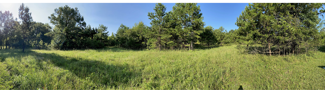 Wide shot of field and trees.