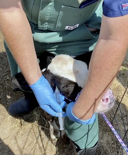 A man injects pain medication into a calf's head.
