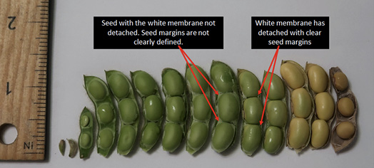 Soybeans at different stages of development, from tiny and green to about 1.25 inches long (in pod) and light brown. Two green pods in the center are labeled: 1) Seed with the white membrane not detached. Seed margins are not clearly defined. 2) White membrane has detached with clear seed margins.