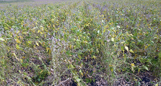 Normal soybean plants with some green and some dead parts.