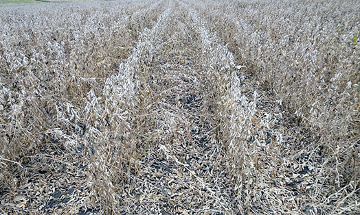 Completely brown soybean plants.