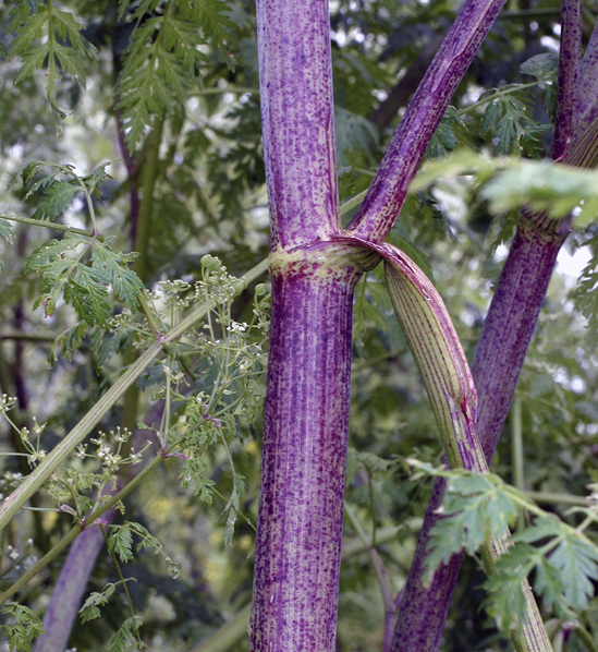 Thick, purple stem.