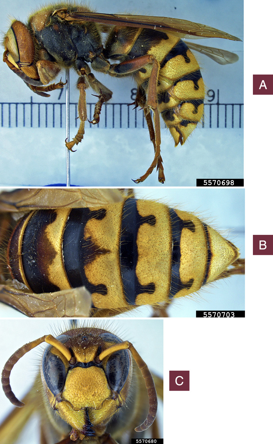 Close-up, side profile of a pinned European hornet specimen.Close-up of black bands with teardrop extensions on the topside of a European hornet’s abdomen.Close-up of a European hornet’s face and antennae.