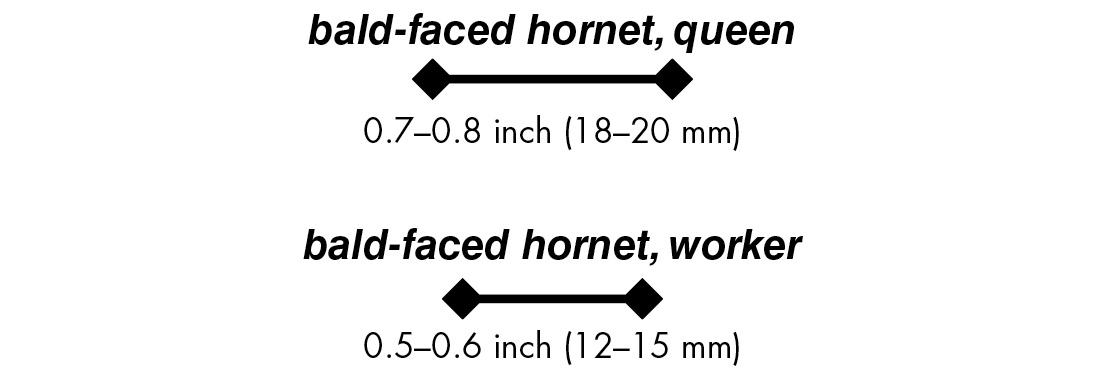 bald-faced hornet, queen 0.7–0.8 inch (18–20 mm)bald-faced hornet, worker 0.5–0.6 inch (12–15 mm)