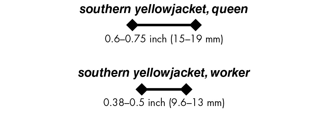 southern yellowjacket, queen 0.6–0.75 inch (15–19 mm)southern yellowjacket, worker 0.38–0.5 inch (9.6–13 mm)