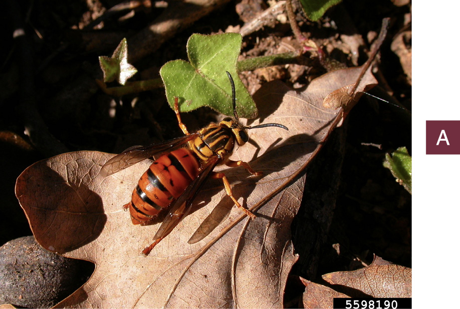 A southern yellowjacket resting on a brown leaf on the ground.