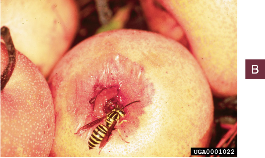 A southern yellowjacket resting on and eating a bruised apple surrounded by several apples.