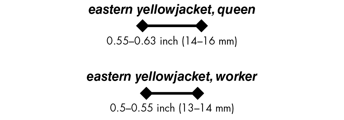 eastern yellowjacket, queen 0.55–0.63 inch (14–16 mm)eastern yellowjacket, worker 0.5–0.55 inch (13–14 mm)