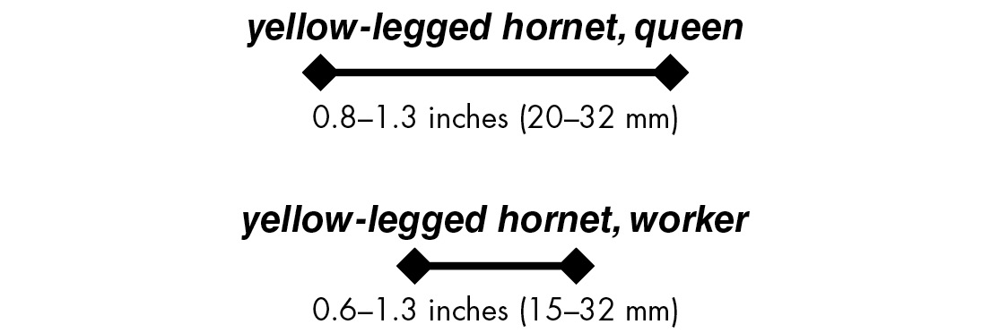 yellow-legged hornet, queen 0.8–1.3 inches (20–32 mm) yellow-legged hornet, worker 0.6–1.3 inches (15–32 mm)