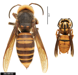 Southern yellowjacket queen and northern giant hornet specimen side-by-side comparison.
