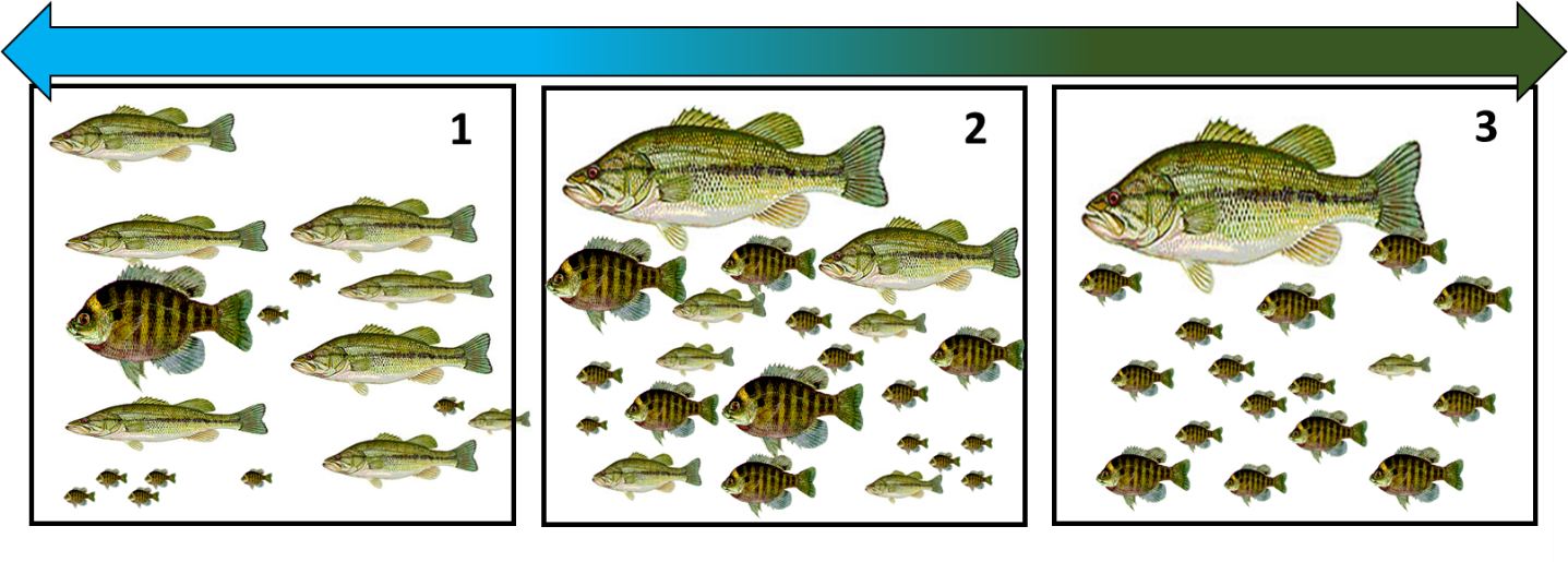 The spectrum of predator-prey balance in bass-bream ponds. Ponds can vary from bass-crowded (1) to bream-crowded (3) depending on the level of largemouth bass predation occurring in the pond. 