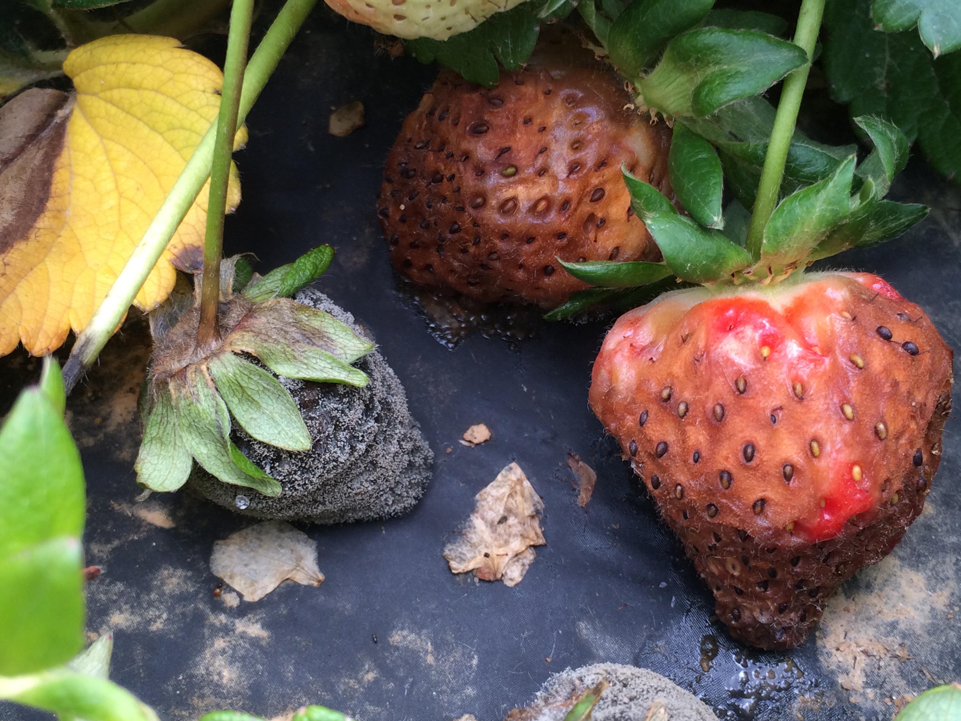 Symptoms and signs of gray mold (left) and anthracnose (right) on strawberries.