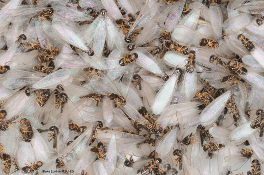 an image of swarmer termites.