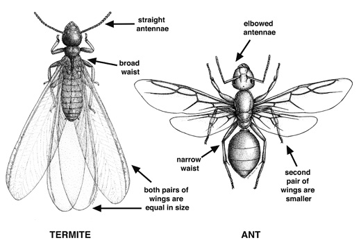 a drawing of termite and carpenter ant with the differences shown.