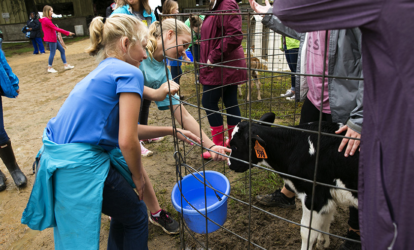 Two girls reach through an enclosure to pet a small black and white Holstein calf. 