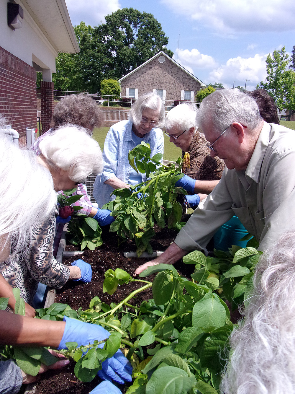 People surround a waist-high elevated gardening bed as they dig up potatoes grown in the bed.