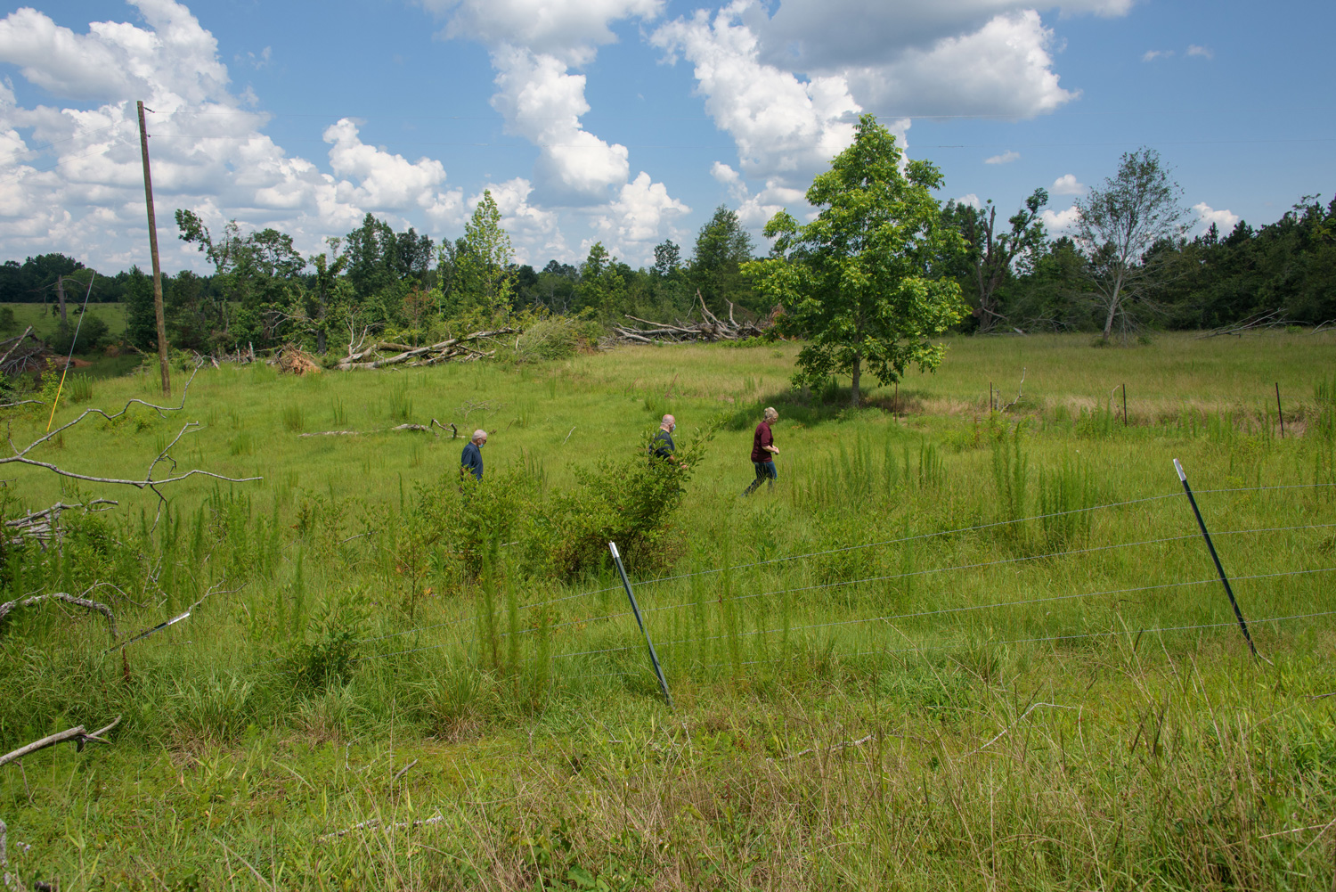 Three people walk through a field with downed trees in the back.