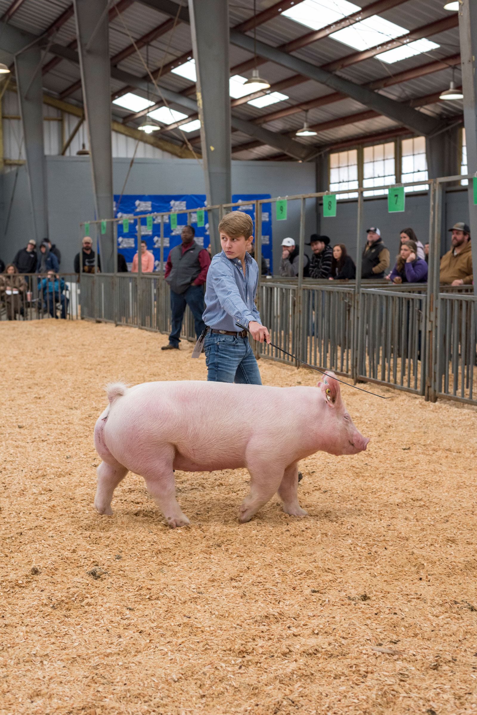 A boy showing a pig.