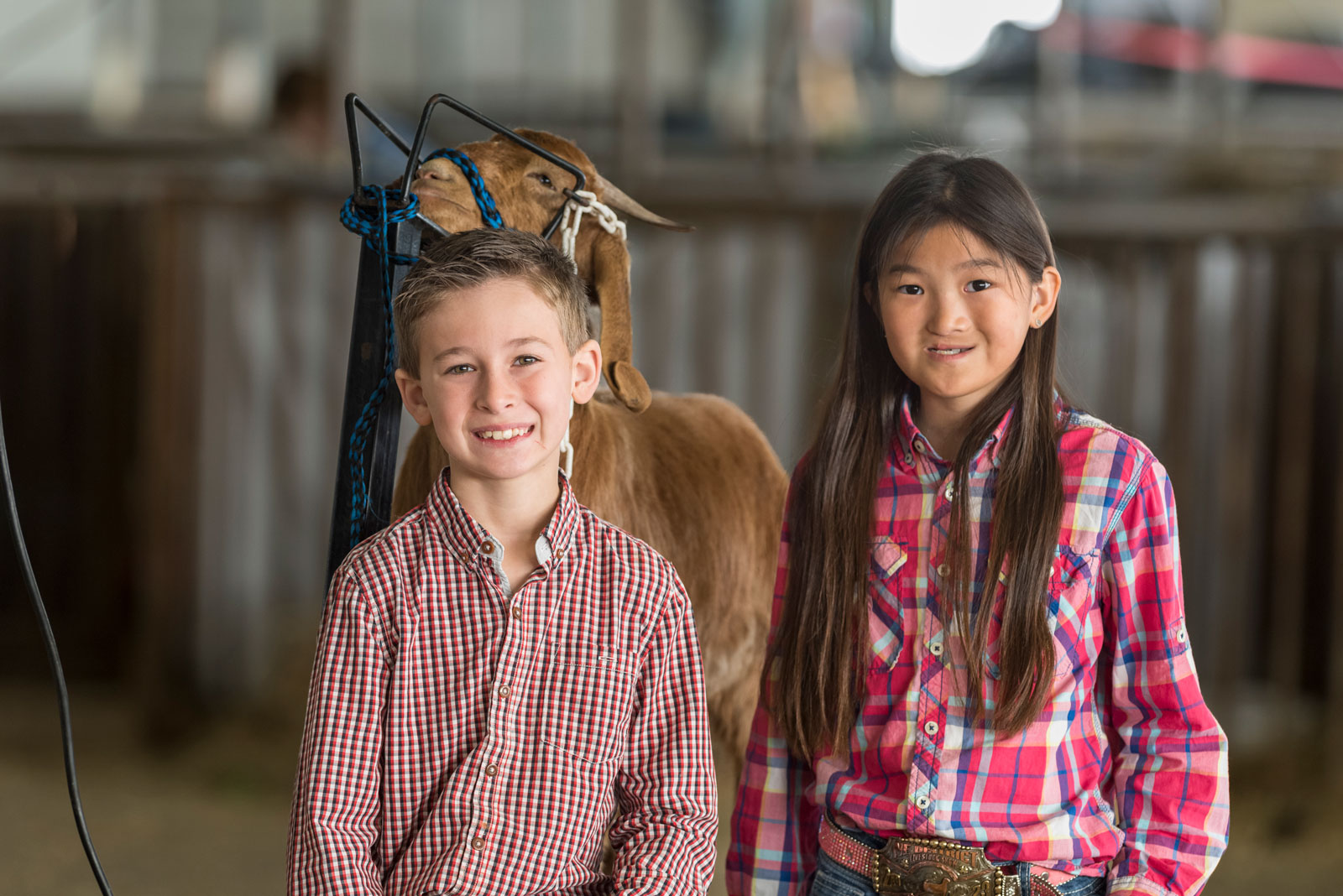 A boy and a girl standing in front of a goat.