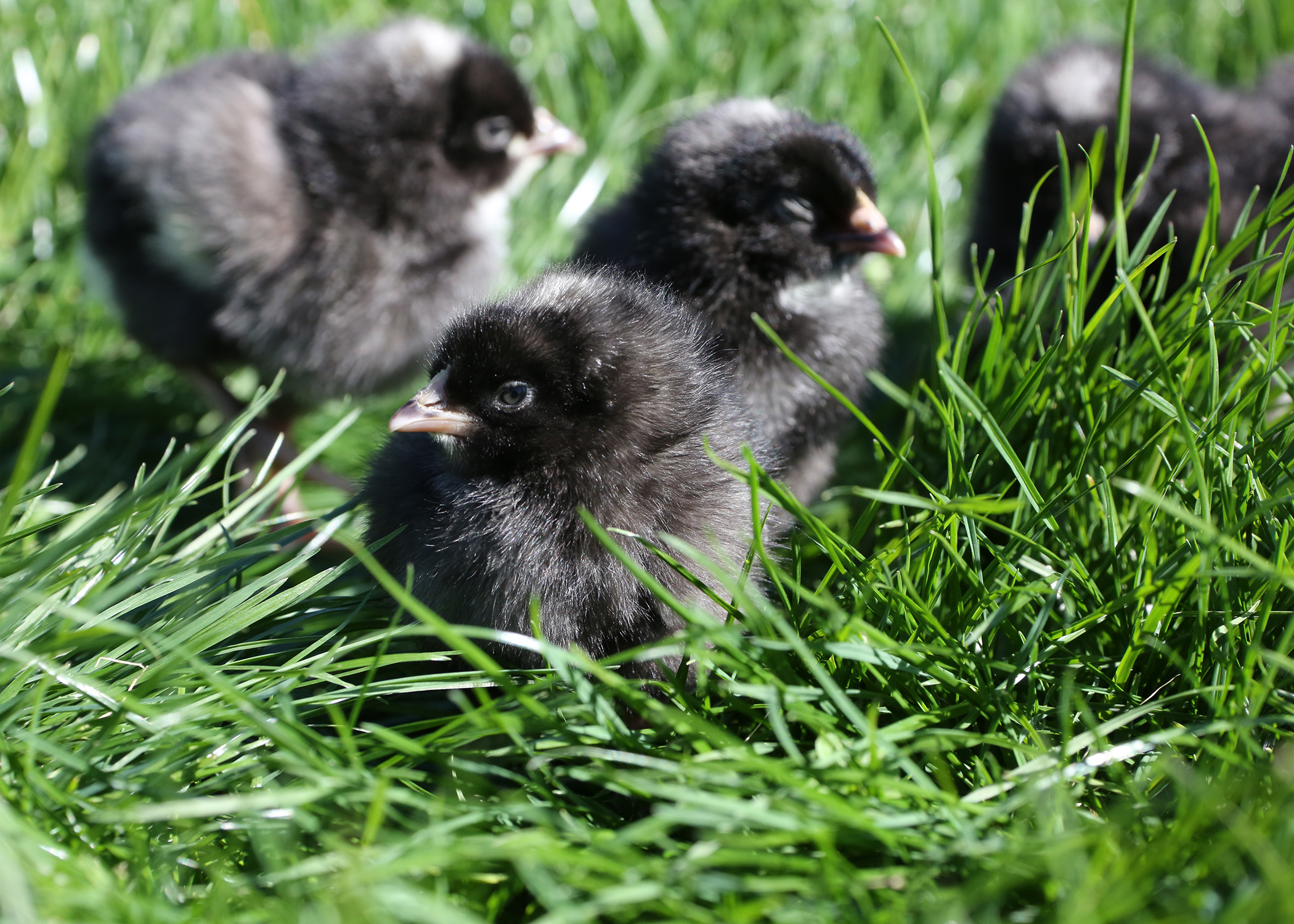 Young chicks covered in gray and black down explore green grass on a sunny day.